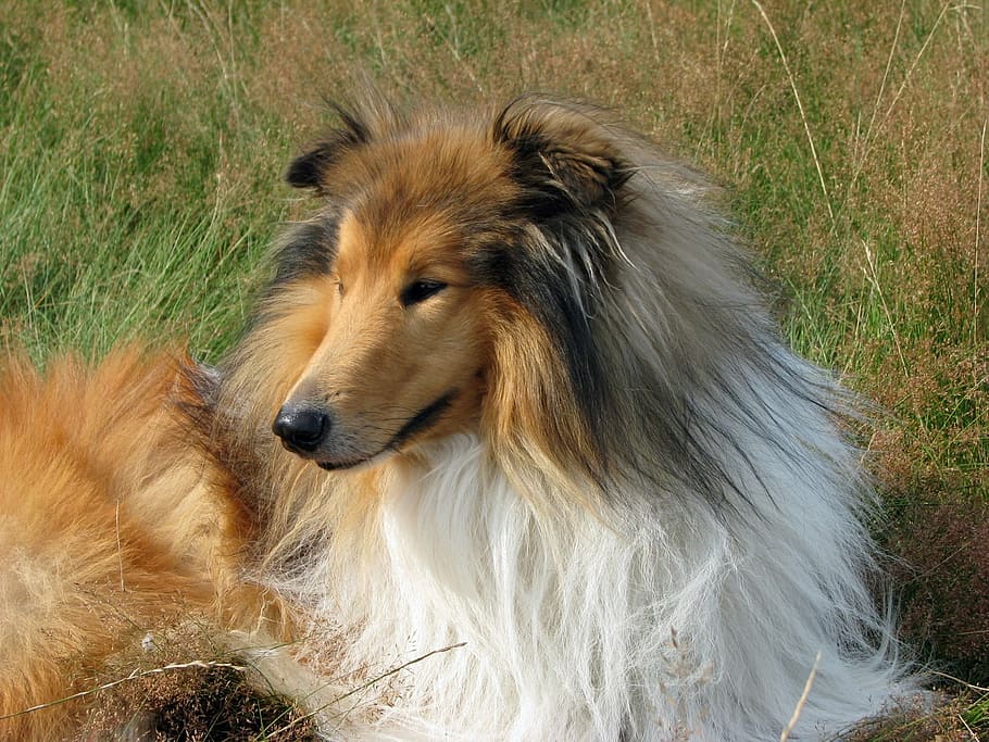 was lassie a collie