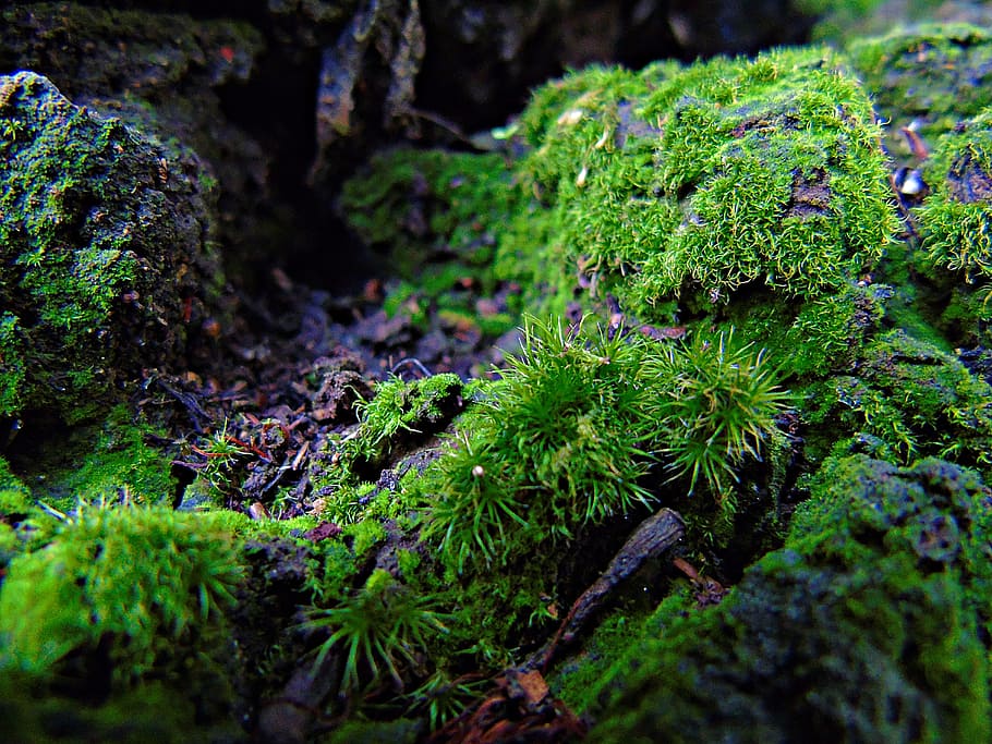Moss, Nature, Forest, Green, Stone, green color, no people HD wallpaper
