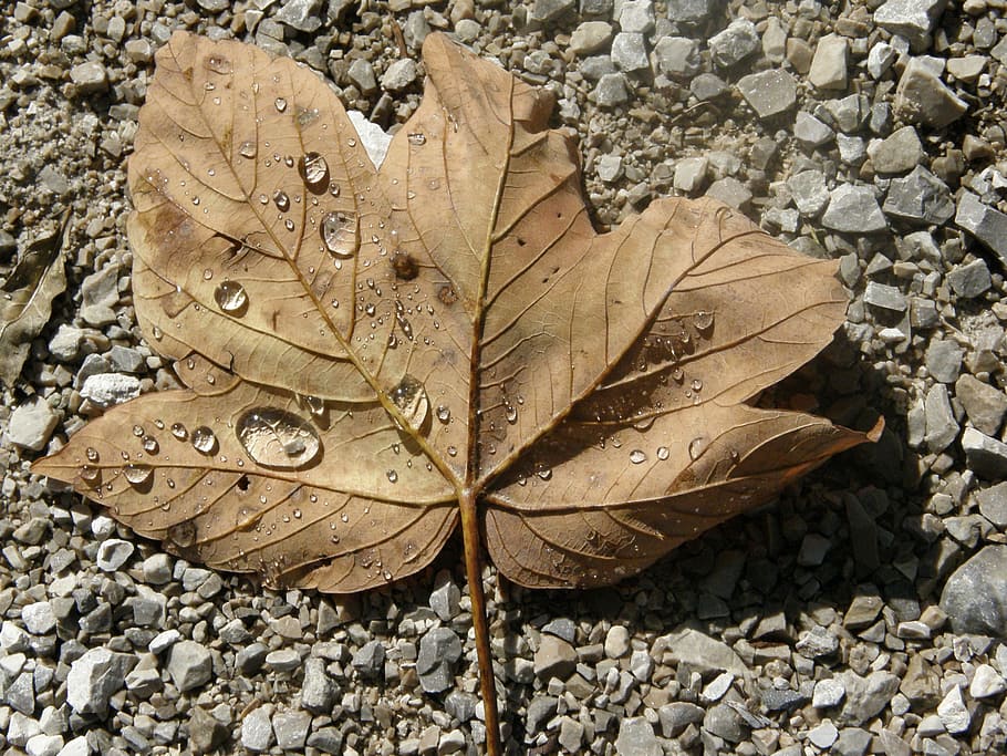 Leaf, Water, Stone, autumn, nature, close-up, season, plant HD wallpaper