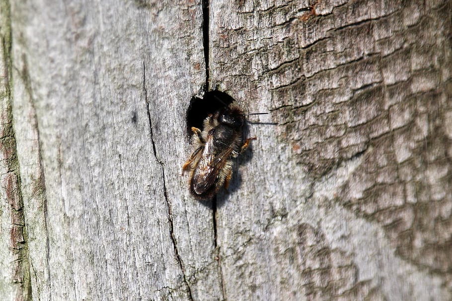insect, flying, hole, bee, log, construction, nest, animal themes HD wallpaper