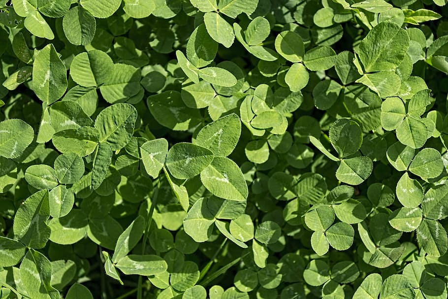 clover, green, leaf, grass, plant, design, field, leaves, pattern HD wallpaper