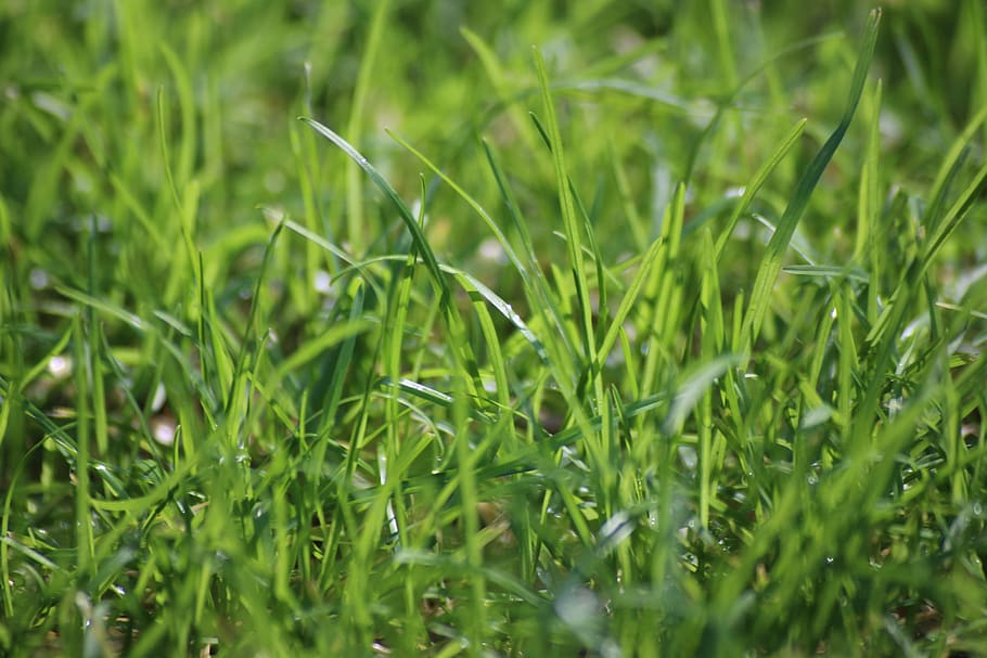 HD wallpaper: grass, green, rush, dewdrop, summer, garden, nature ...