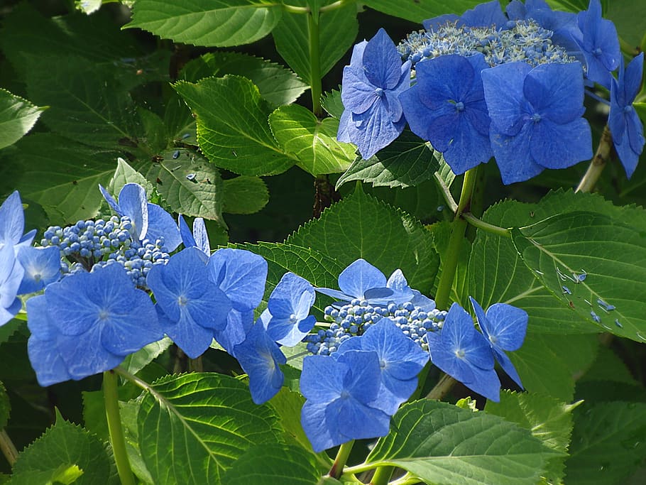 Hydrangea, Blue Flower, Plant, greenhouse hydrangea, garden HD wallpaper