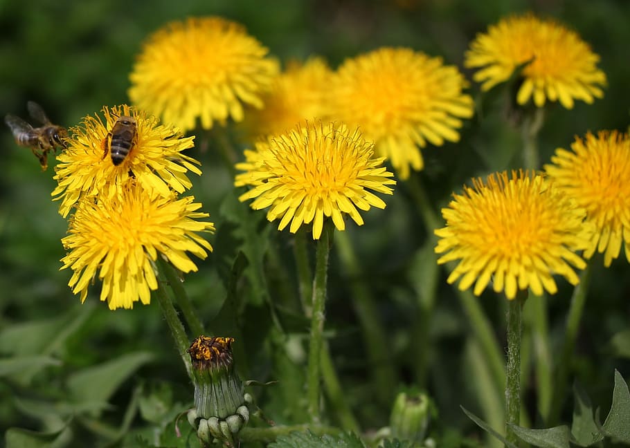 dandelion, bee, yellow, flower, plant, spring, nature, flowering plant HD wallpaper