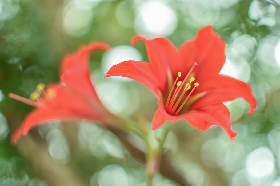 nature, petals, flower, macro, bloom, blossom, close-up, delicate HD wallpaper