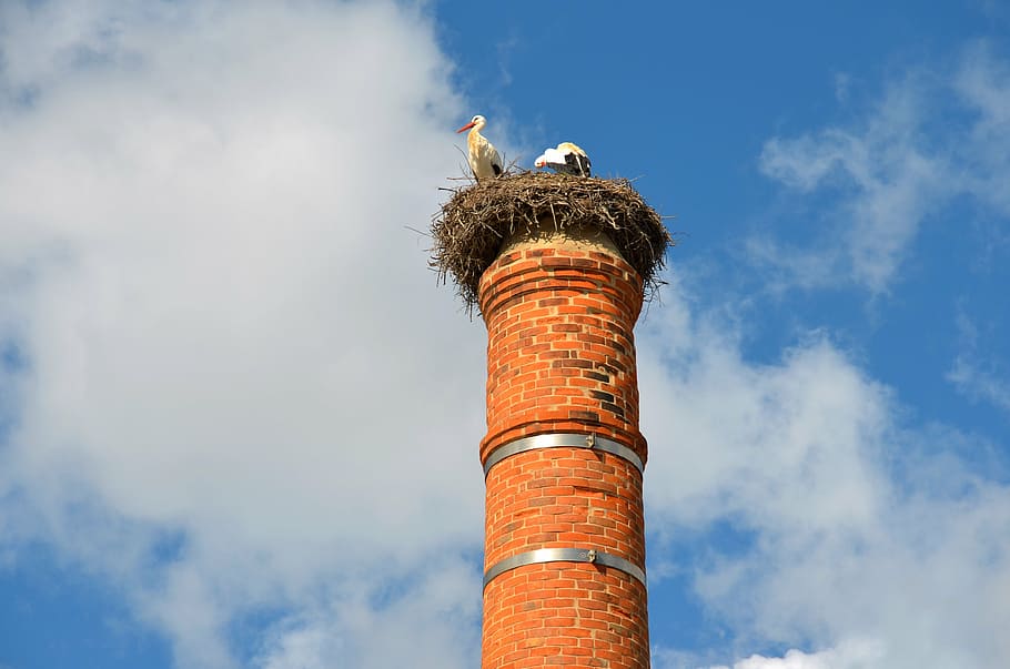 stork, bird, stork's nest, nesting, chimney, nest on the chimney HD wallpaper