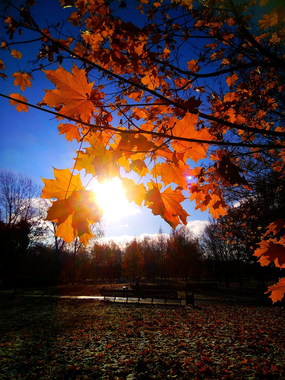 HD wallpaper: autumn, maple, nature, golden autumn, tree, plant, orange  color | Wallpaper Flare