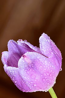 Artistic, Arty, Background, beautiful, biology, blooming, botany HD wallpaper