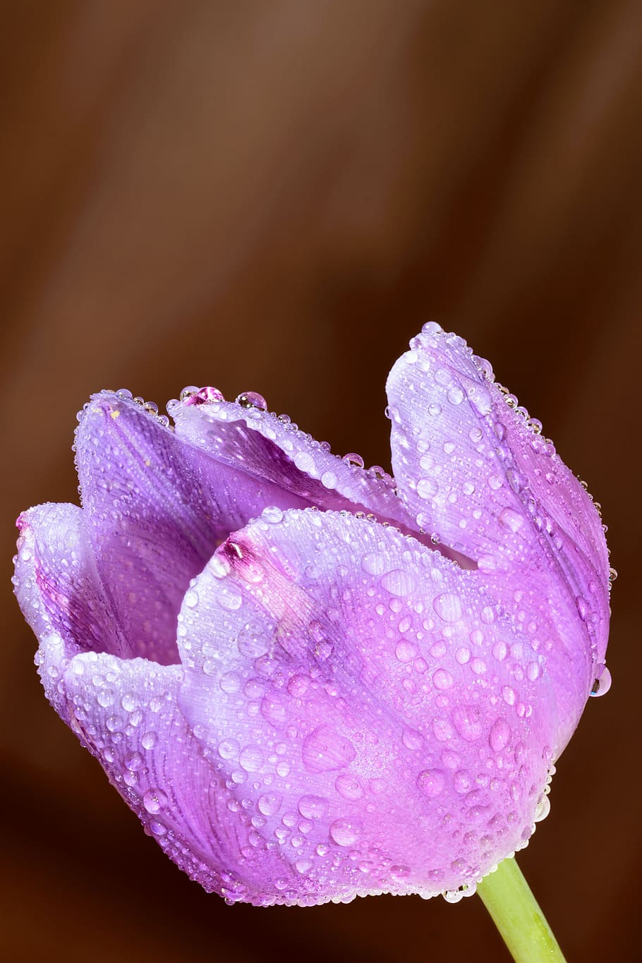 Artistic, Arty, Background, beautiful, biology, blooming, botany HD wallpaper