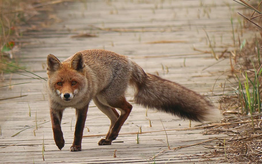 brown fox on ground, nature, fauna, predator, one animal, animals in the wild HD wallpaper