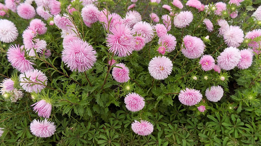 asters, flowers, bloom, astra, flowering plant, freshness, beauty in nature HD wallpaper