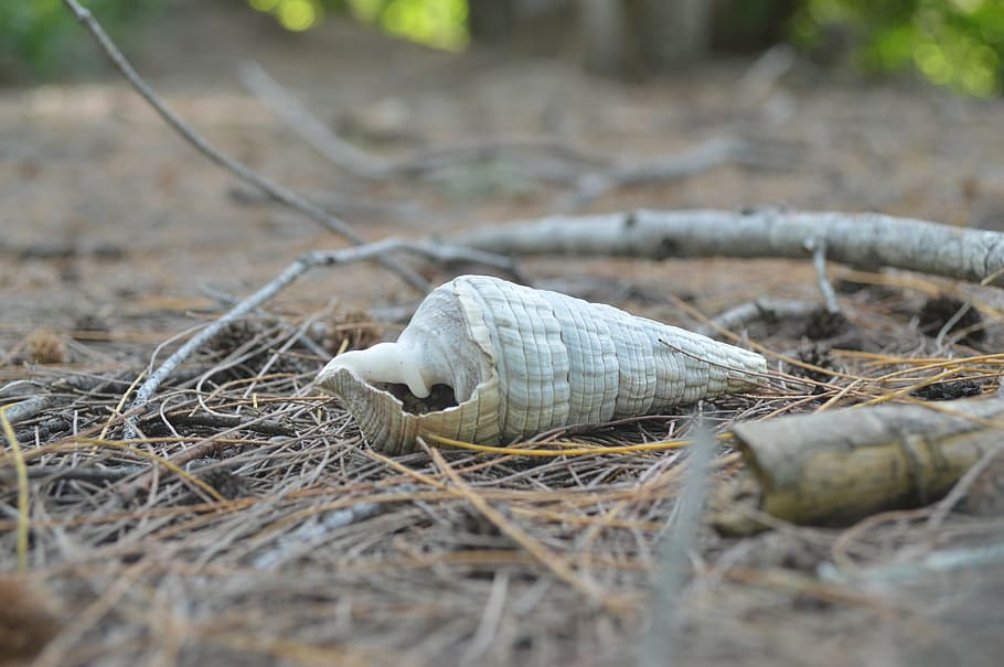 shell, snail, white, nature, animal, animal Shell, beach, summer HD wallpaper