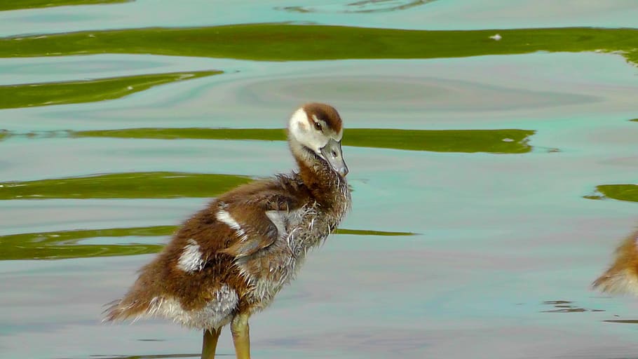 small, cute, fluff, young bird, nilgans, young animal, plumage HD wallpaper