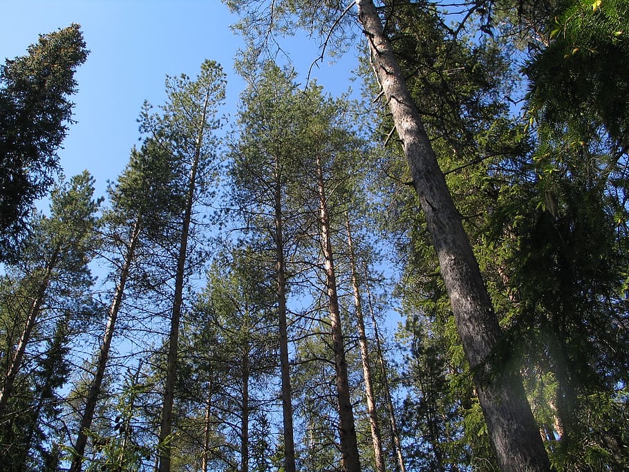 pine trees, pine forest, timber forest, plant, low angle view HD wallpaper