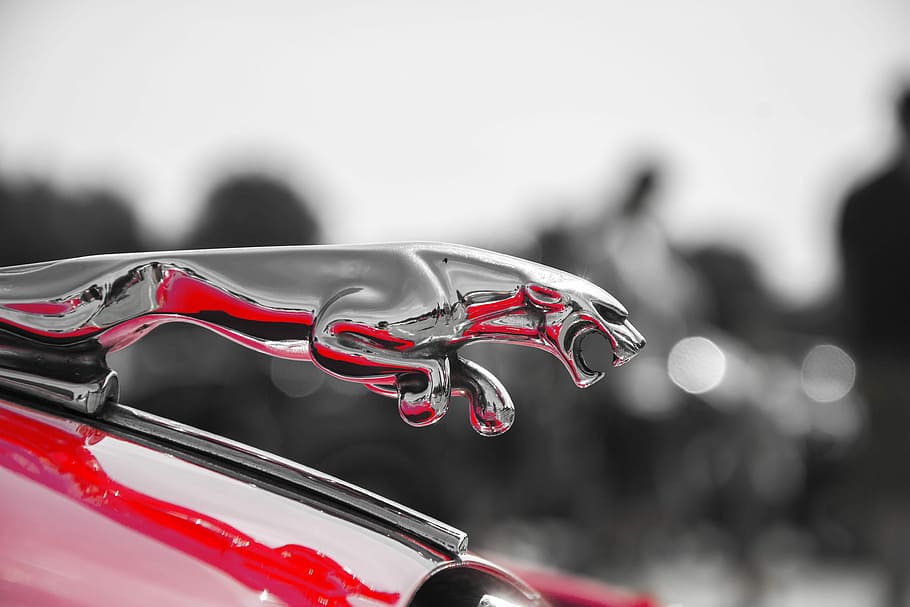 Jaguar, Hood, Car, Money, Ornament, red, land vehicle, transportation, HD wallpaper