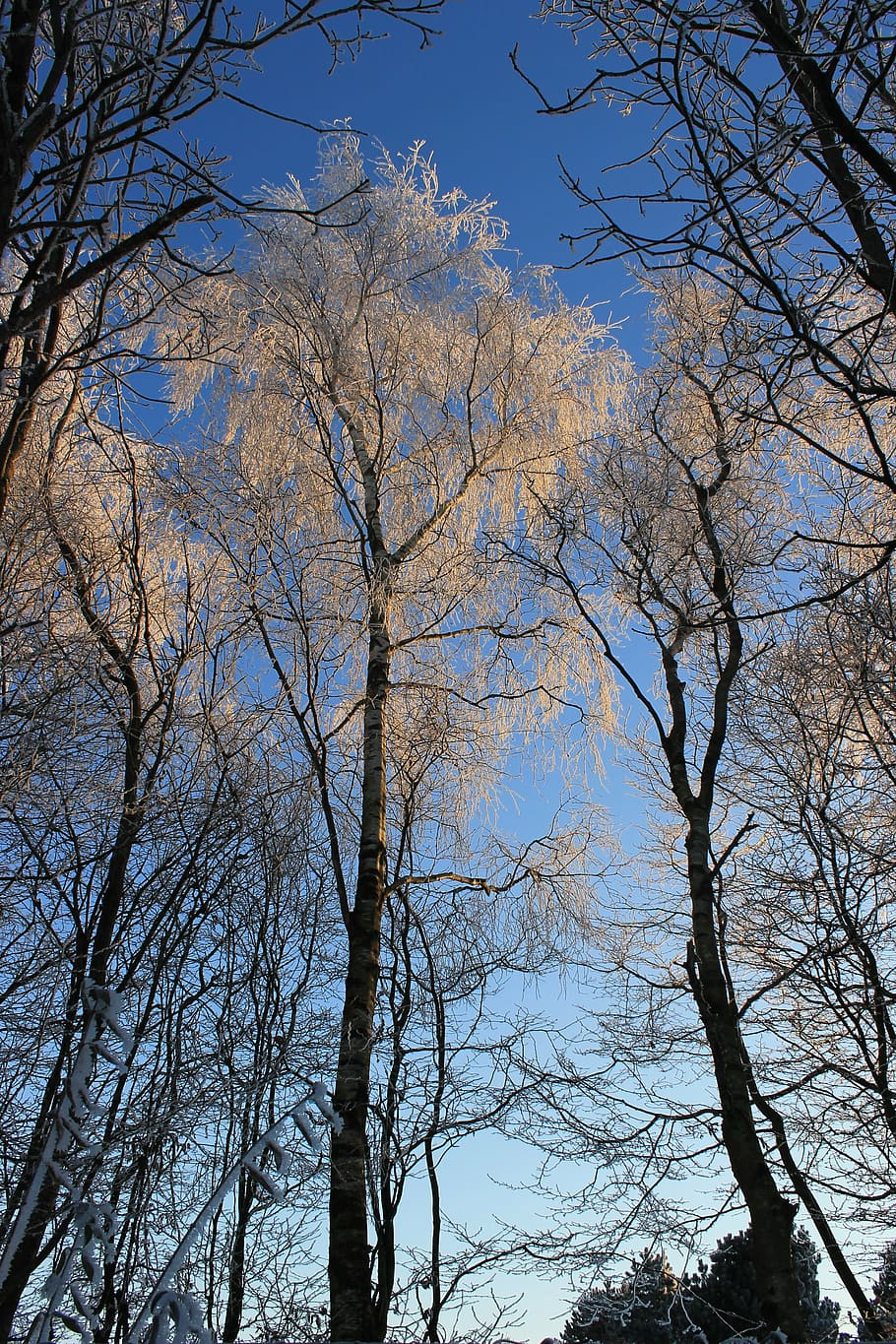 wood, landscape, trees, sky, plant, low angle view, bare tree HD wallpaper