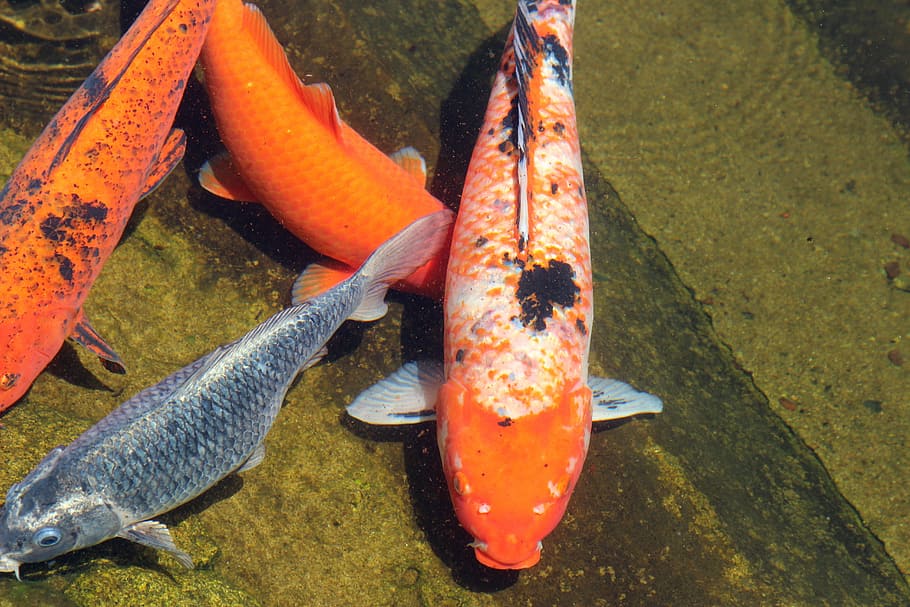 carp, fish, color, colored, in the lake, water, natural, transparent water HD wallpaper