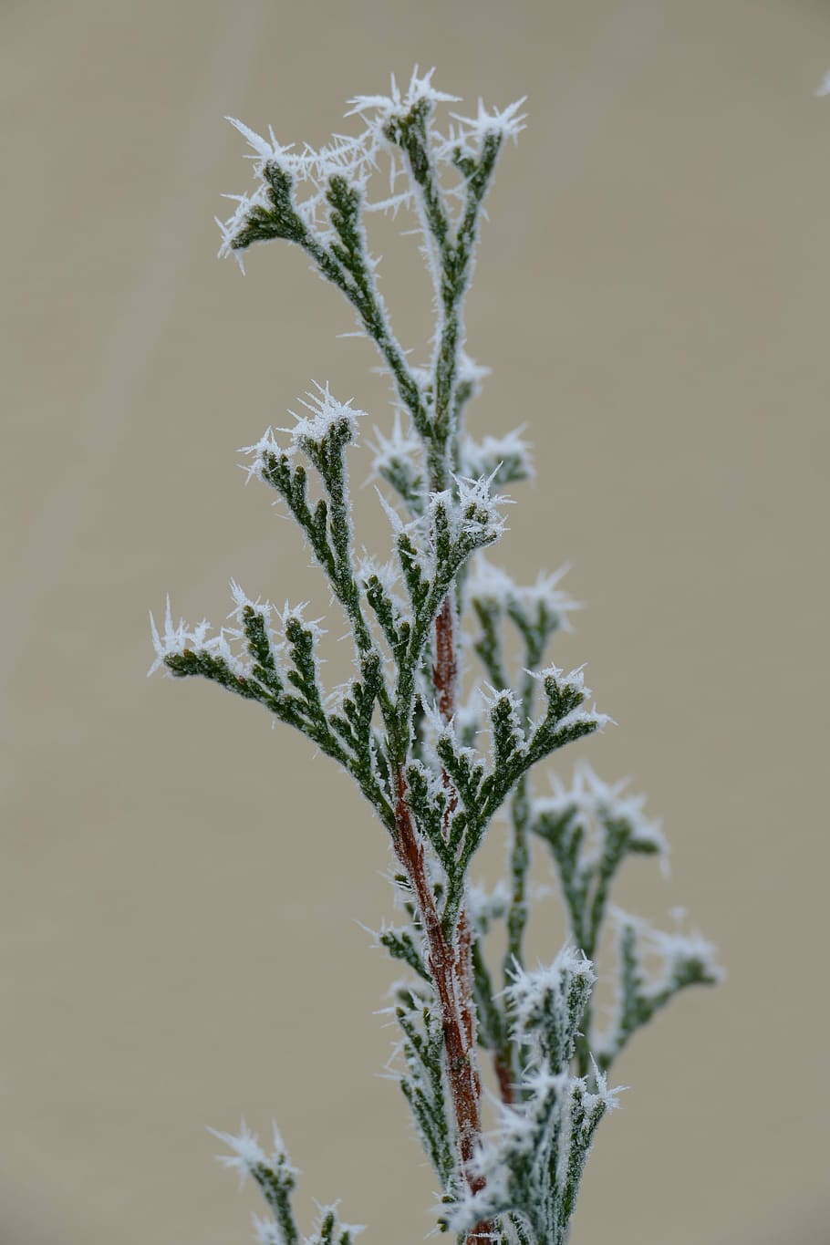 winter, cold, ice, wintry, frost, hoarfrost, frozen, leaf, leaves HD wallpaper