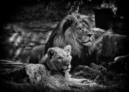 grayscale photo of two lions, bw, animals, predator, africa HD wallpaper