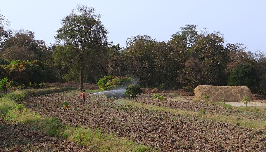 Land, Hay, Stack, Mango, Trees, tilled land, hay stack, mango trees HD wallpaper