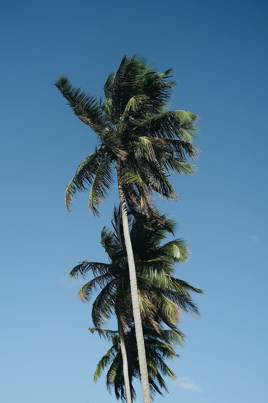 low angle photography of three coconut trees, green leafed trees during daytime HD wallpaper