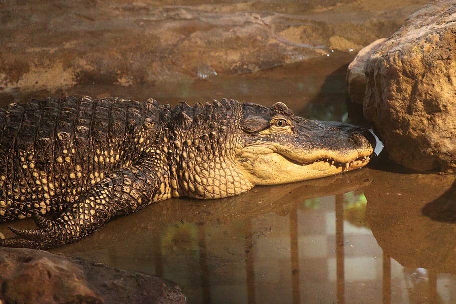 alligator, animal, crocodile, dangerous, head, jaws, mouth, HD wallpaper