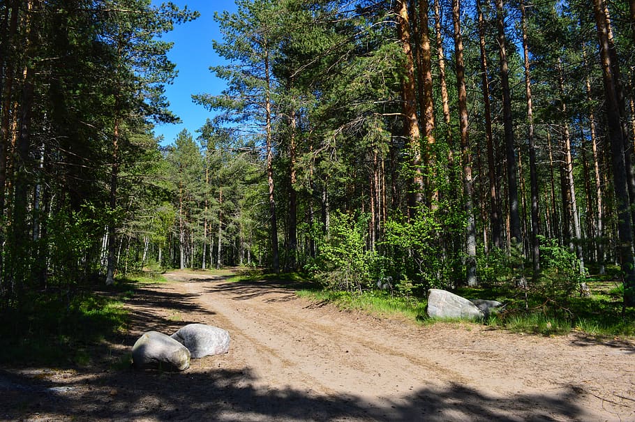 forest, road, pine, stones, dirt road through the forest, nature, HD wallpaper