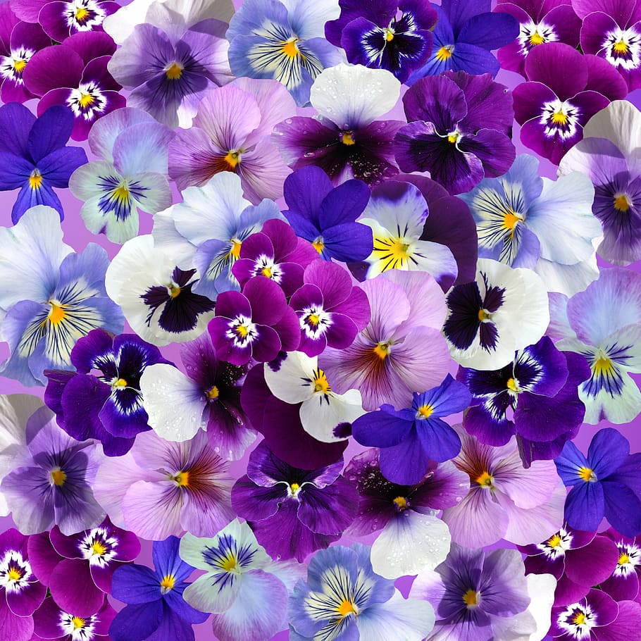 purple and white pansy flowers, graphic, background, easter HD wallpaper