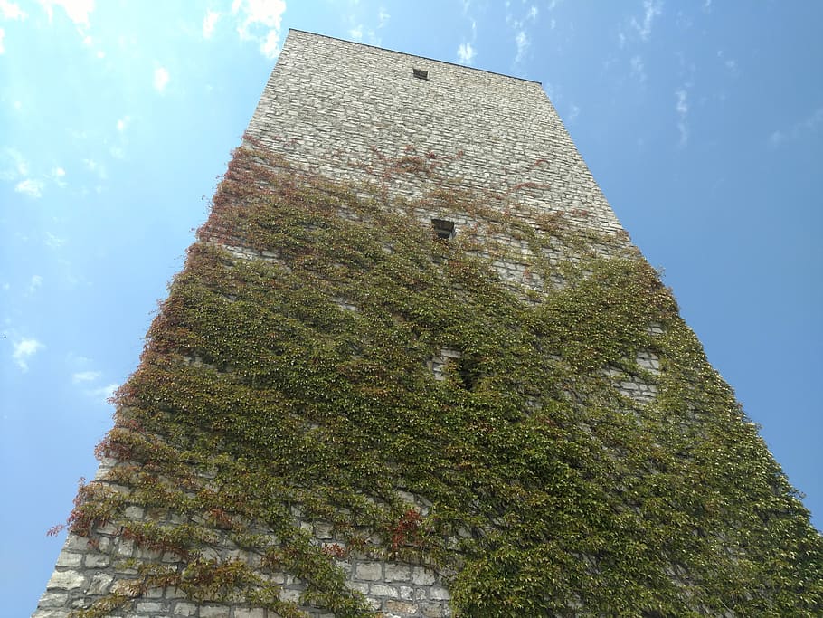 tower, vine, vegetation, built structure, architecture, plant HD wallpaper
