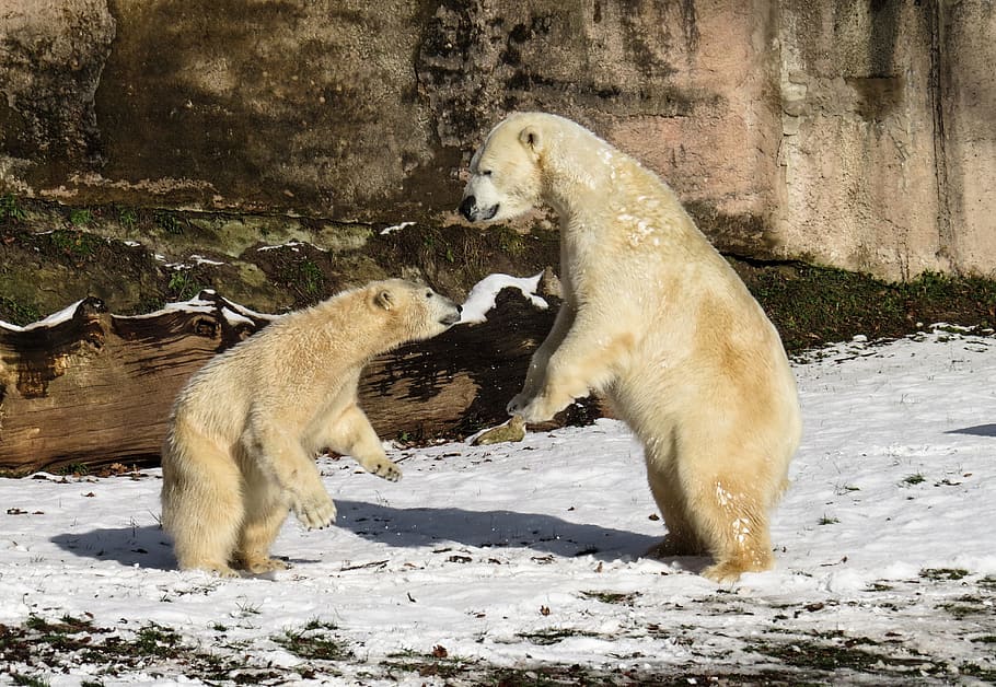 two white polar bears on snow land, play, fight, predator, young, HD wallpaper