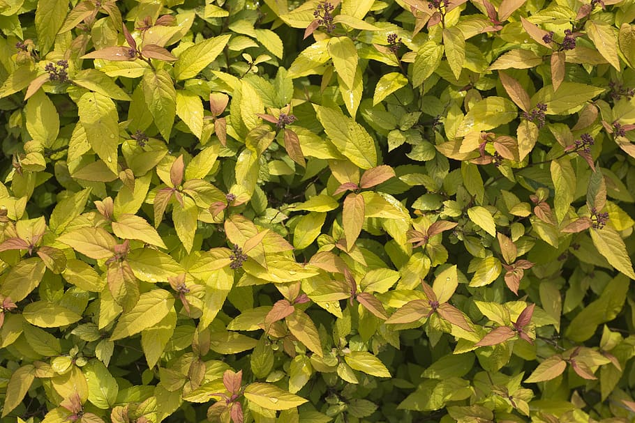 background, bloom, bush, color, colorful, green, growing, growth HD wallpaper