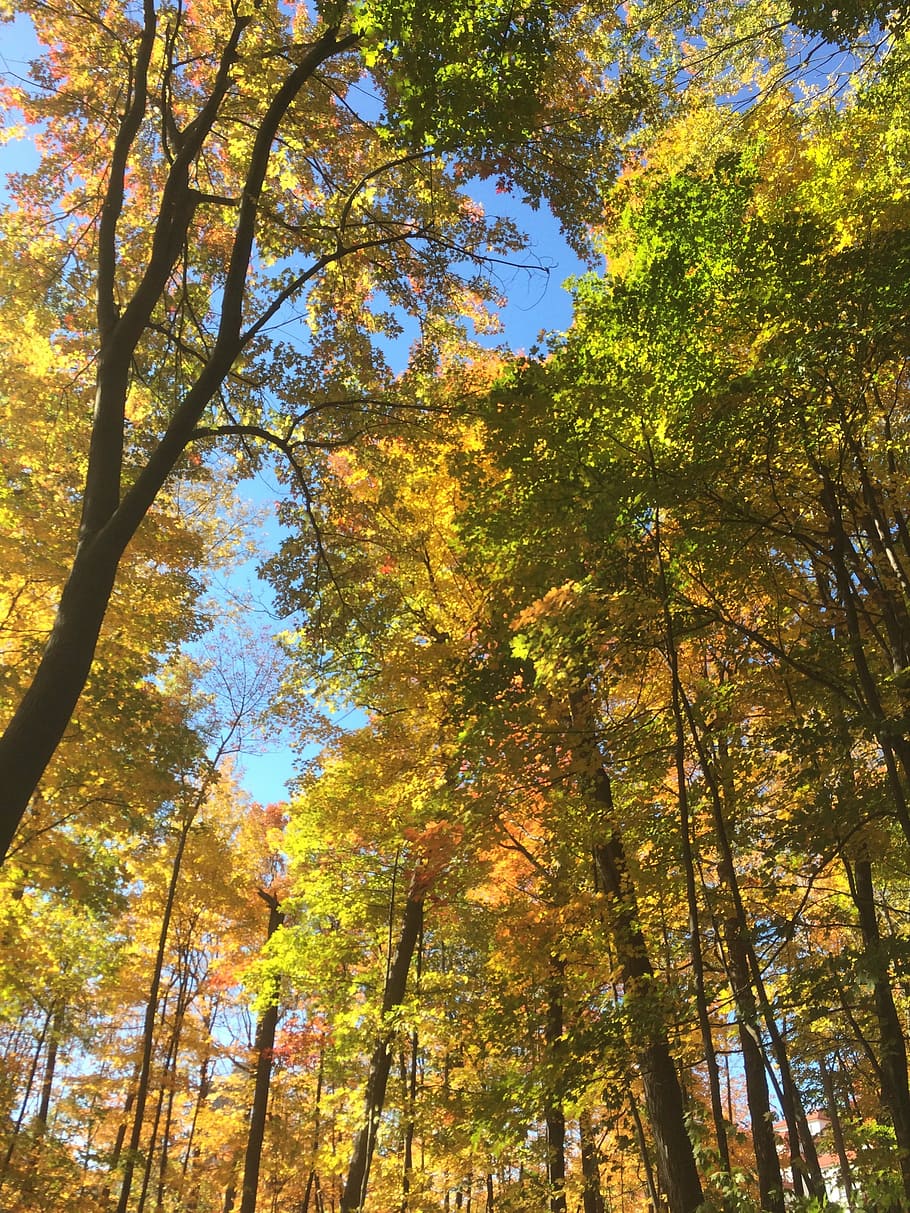 trees, autumn, forest, nature, yellow, plant, low angle view HD wallpaper