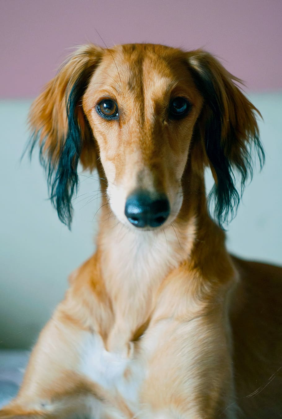 saluki, persian hound, animal, breed, dog, domestic, pet, canine, HD wallpaper