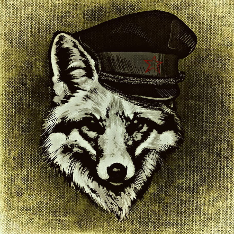 gray wolf wearing black hat illustration, fuchs, funny, cheeky HD wallpaper