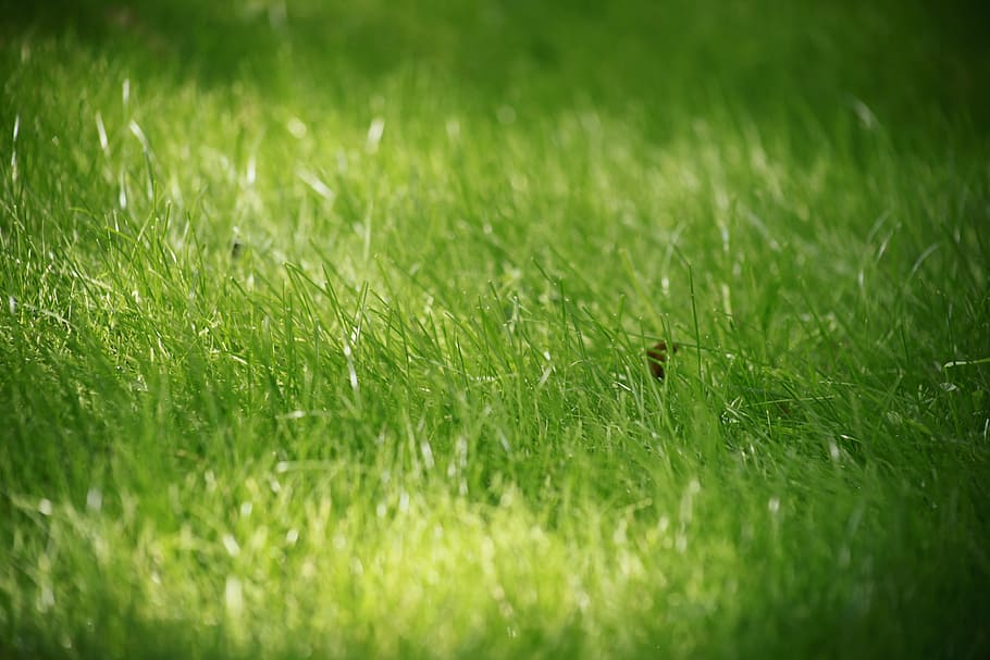 grass, summer, closeup, green grass, green color, selective focus HD wallpaper