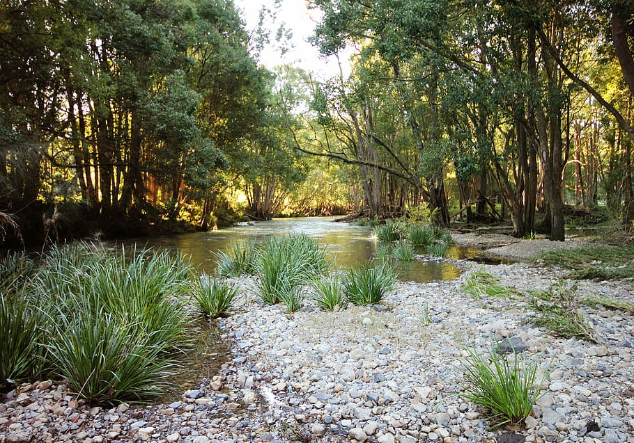 riverbed, golden light, forest, stream, ground, water, springs HD wallpaper