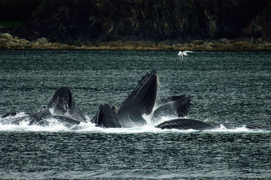 Humpback Whale playing in the water around Juneau, Alaska, animal