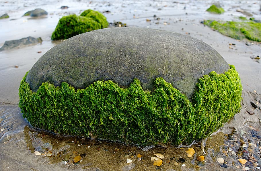 gray stone with half-filled moss, seaweed, rock, round, beach, HD wallpaper