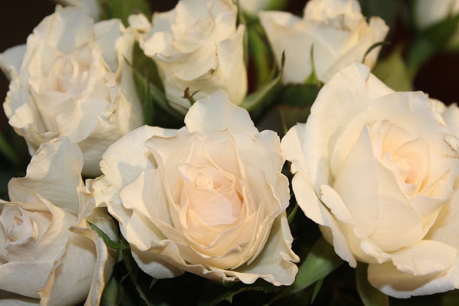 roses, bouquet of roses, white rose, wedding, rose bloom, flowers, HD wallpaper