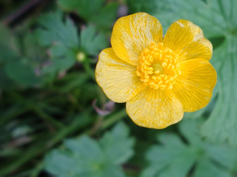 buttercup, flower, yellow, flowering plant, freshness, beauty in nature HD wallpaper