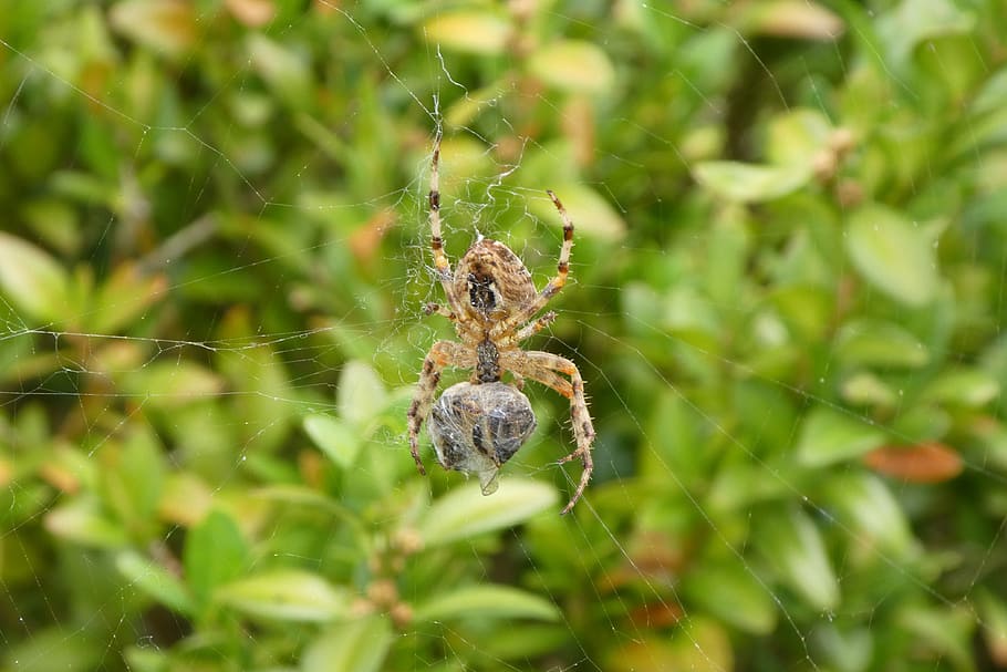 spider, network, prey, bee, caught, food, animal themes, animal wildlife HD wallpaper