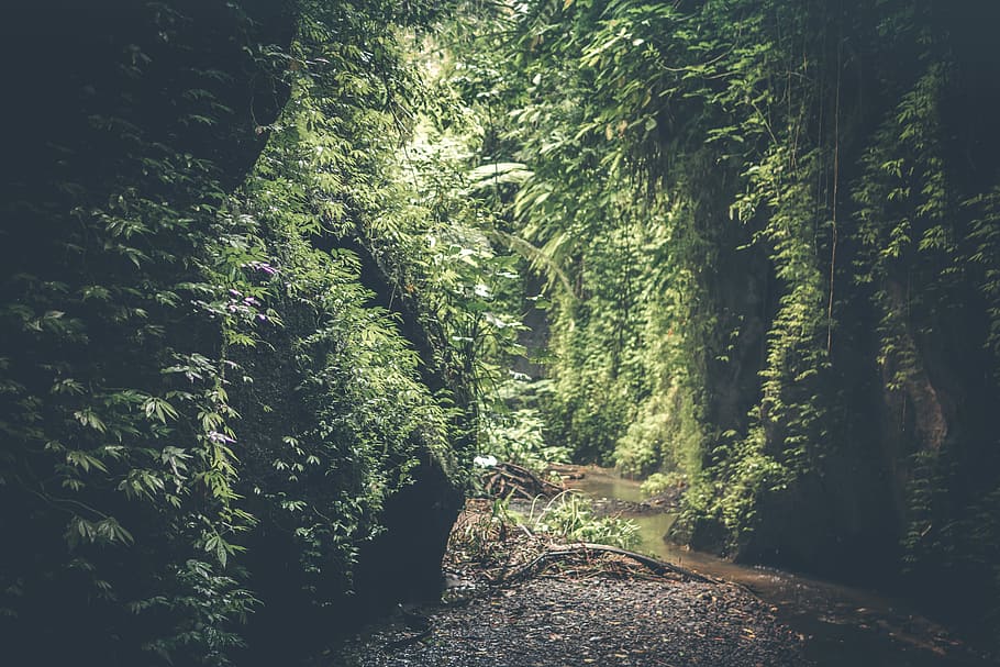 pathway with trees, landscaped photo of green leafed trees and brown soil HD wallpaper