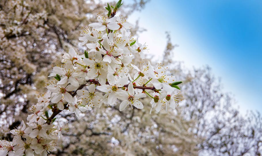 spring, tree, flowers, the delicacy, blooms, nature, plant HD wallpaper