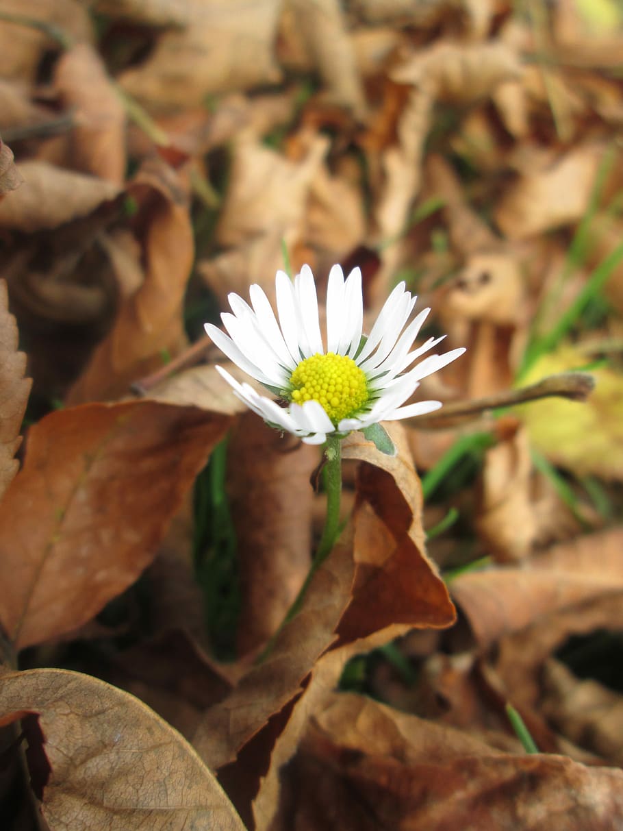 Sheet, Daisy, Flowers, petal, flower head, fragility, nature HD wallpaper