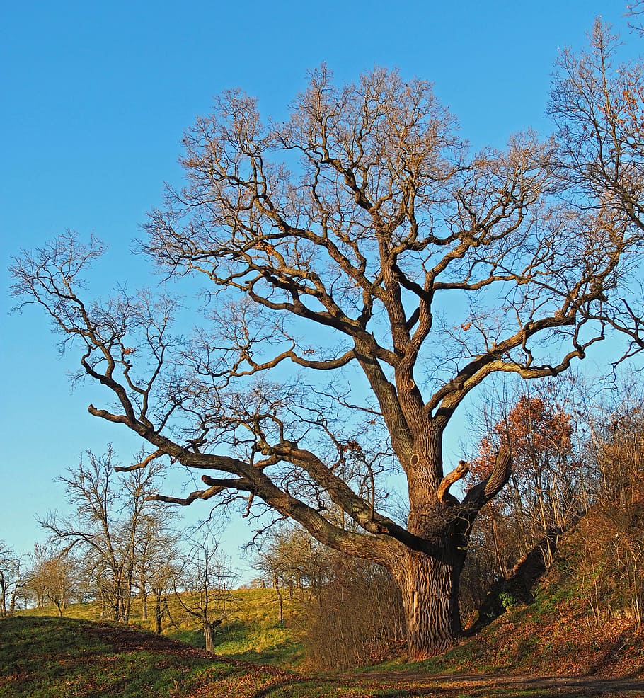plant, nature, live, tree, sky, bare tree, branch, tranquility HD wallpaper