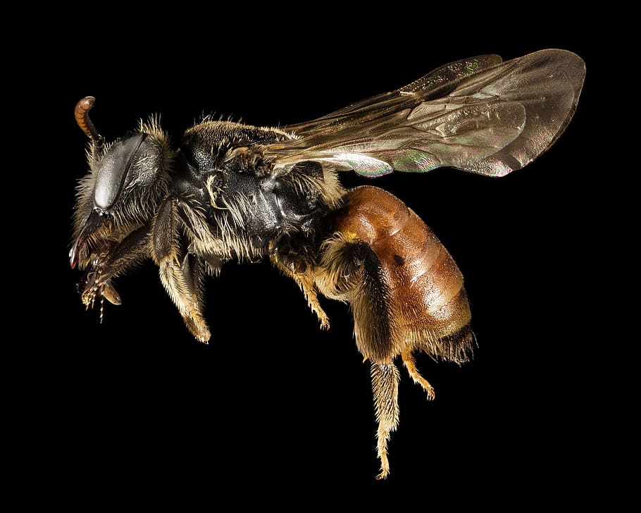 bee, macro, insect, nature, pollen, greece, wings, profile HD wallpaper