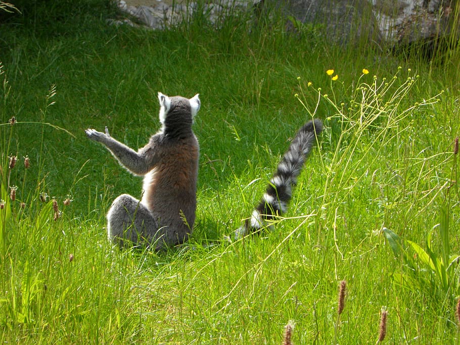 ring tailed lemur, prosimians, lemurs, sit, lemur catta, seat HD wallpaper