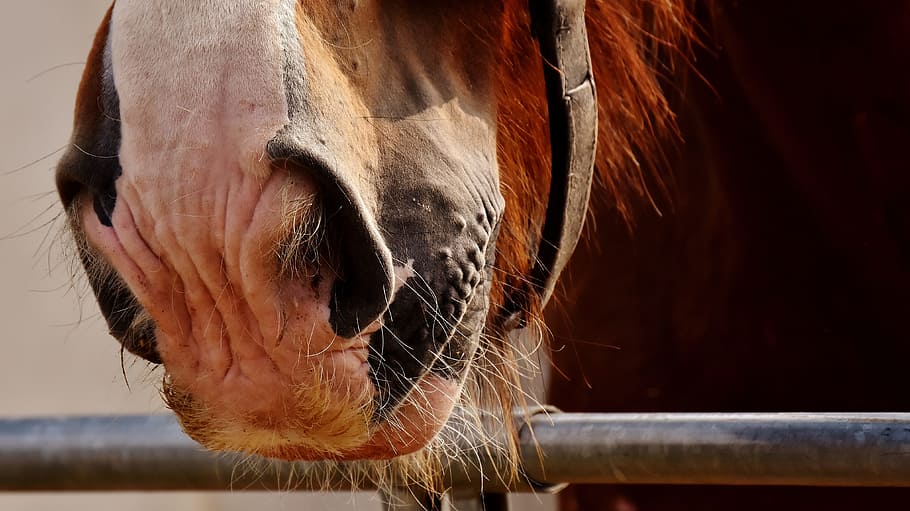 brown horse on stable, horse nose, shire horse, hairy, mammal, HD wallpaper