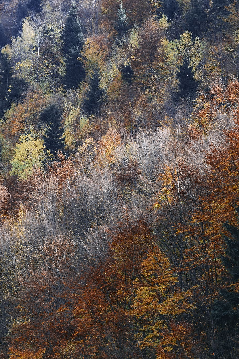 assorted-color leaf tall trees, tall trees painting, nature, forest HD wallpaper