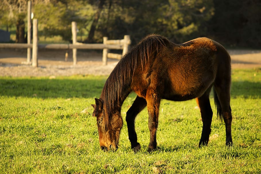 Horse, Landscape, Grass, domestic animals, animal themes, day HD wallpaper